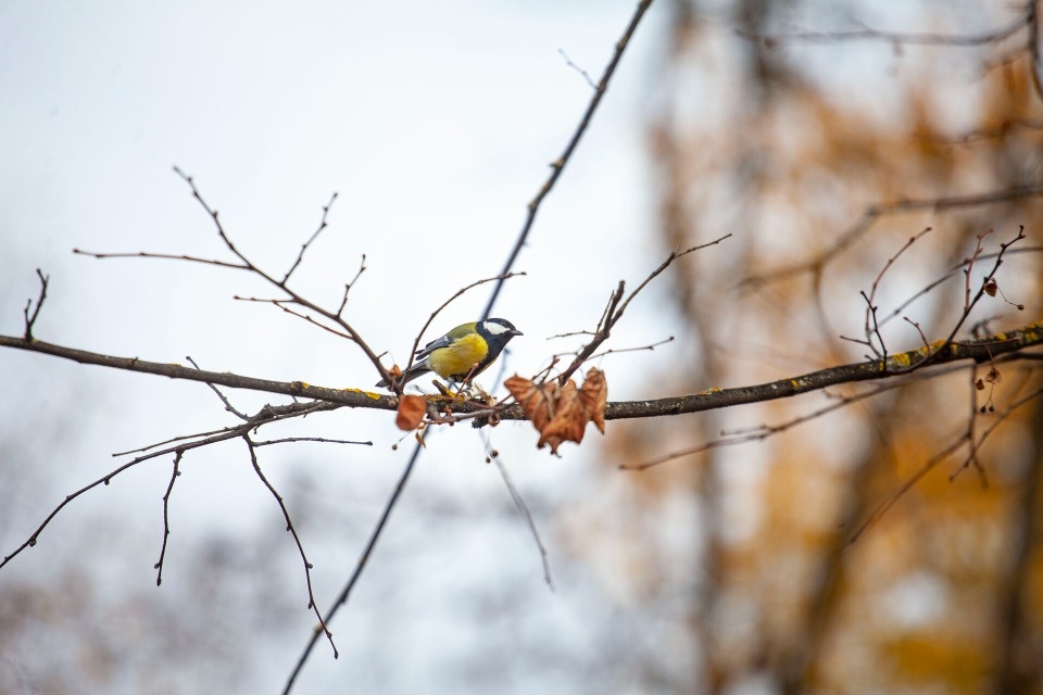 До +13 градусов прогнозируется в Псковской области 16 октября