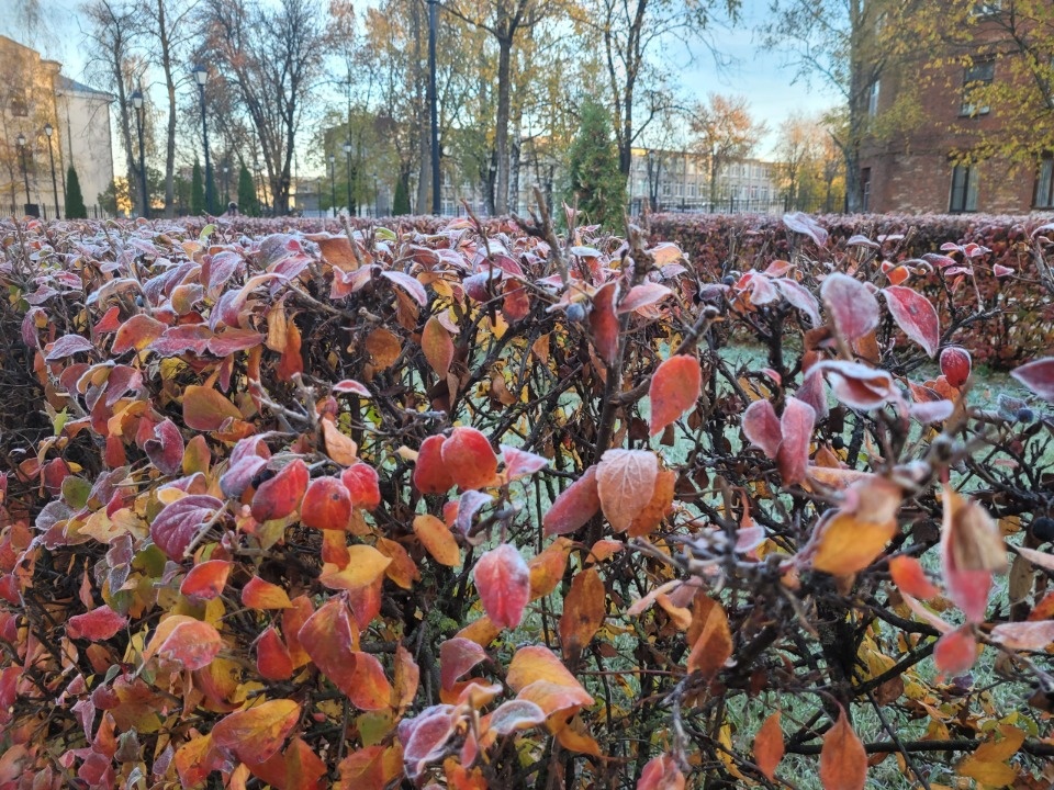 До +9 градусов прогнозируется в Псковской области 20 октября