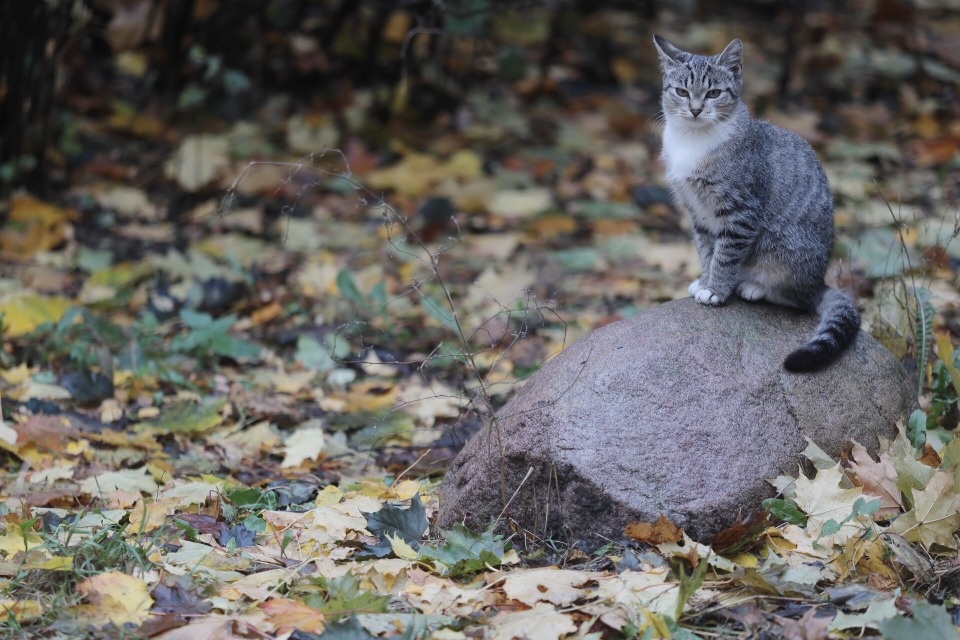 До +9 градусов ожидается в Псковской области 21 октября