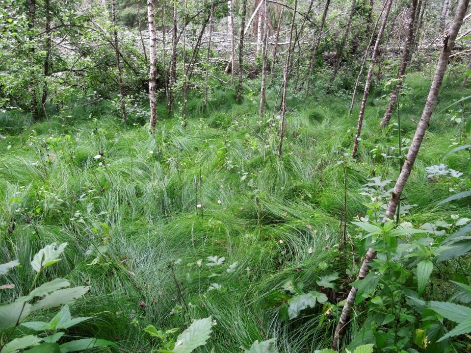 Живые следы Великой Отечественной войны нашла псковский ботаник