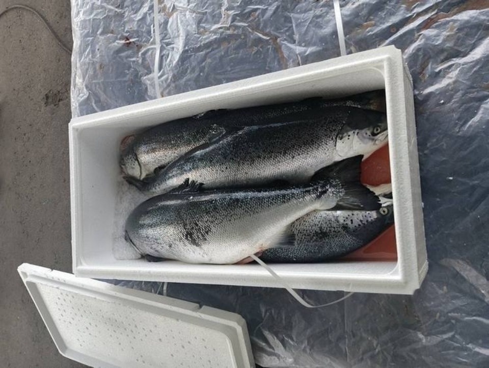 350 тысяч рублей заплатит иностранец за контрабанду рыбы в Псковской области 350 тысяч рублей заплатит иностранец за контрабанду рыбы в Псковской области