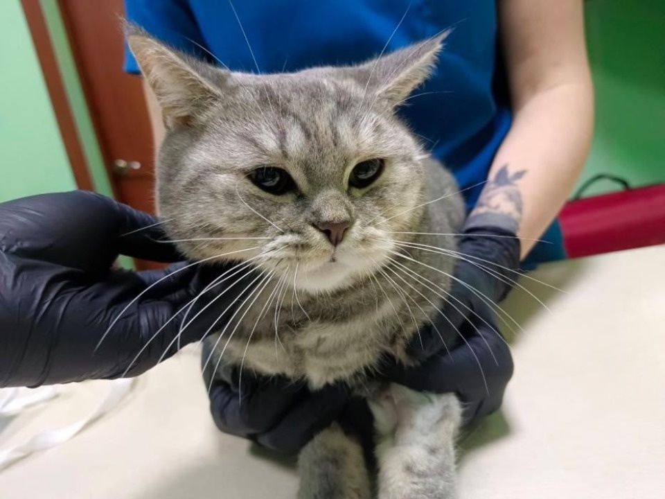 Проглотившую детали игрушки кошку Плюшу спасли в Пскове Проглотившую детали игрушки кошку Плюшу спасли в Пскове