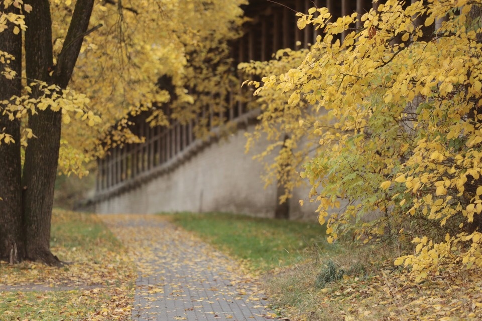 До +13 градусов ожидается в Псковской области 5 ноября
