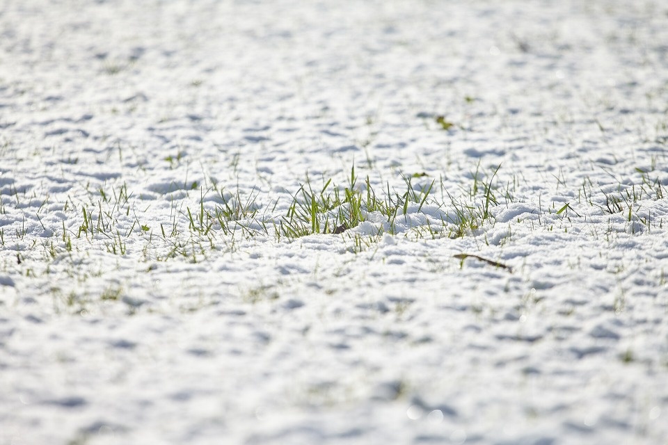 Метеоролог рассказала, когда в Псковской области появится устойчивый снежный покров