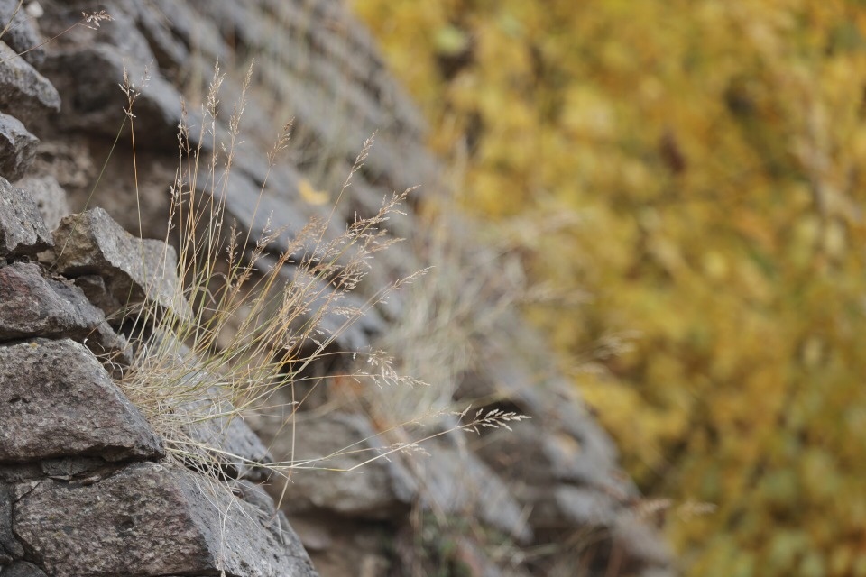 До +11 градусов прогреется воздух в Псковской области 6 ноября