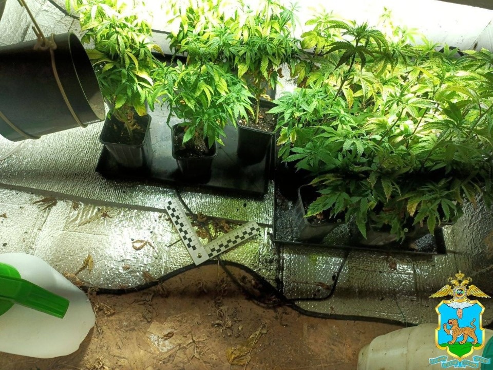 Более 30 кг наркотиков изъяли полицейские в Псковской области Более 30 кг наркотиков изъяли полицейские в Псковской области