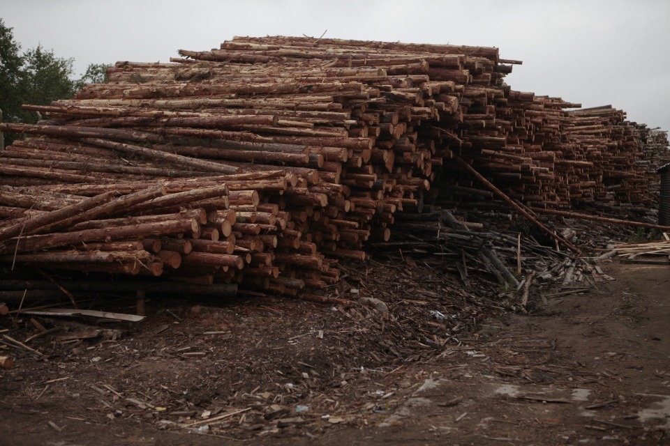 В Псковской области обвиняемых в вырубке леса братьев заключили под стражу