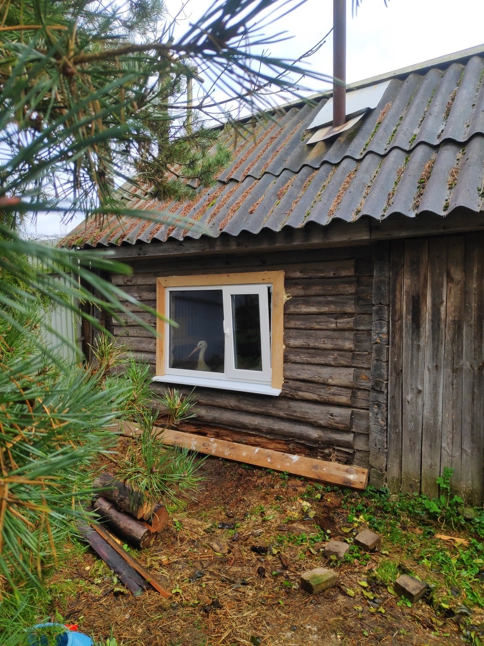 Не менее 110 аистов будут зимовать в «Доме белого аиста»