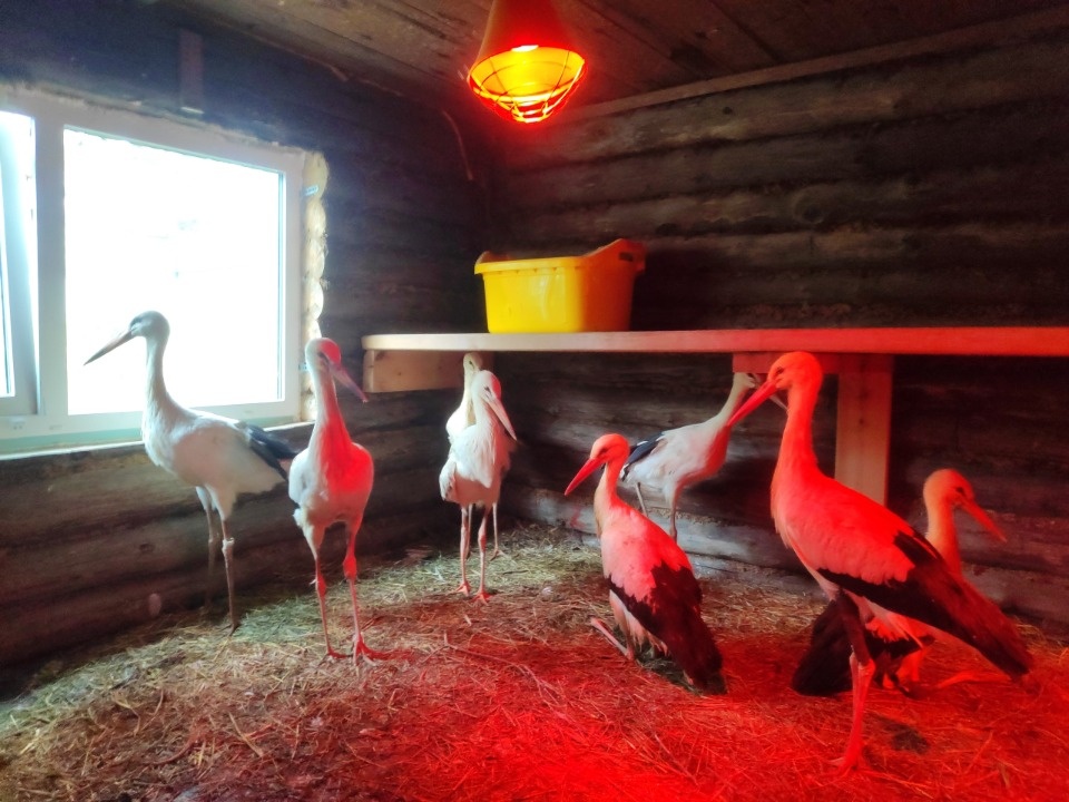 Не менее 110 аистов будут зимовать в «Доме белого аиста»