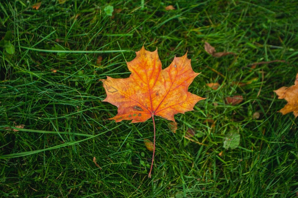 До +7 градусов ожидается в Псковской области 10 ноября