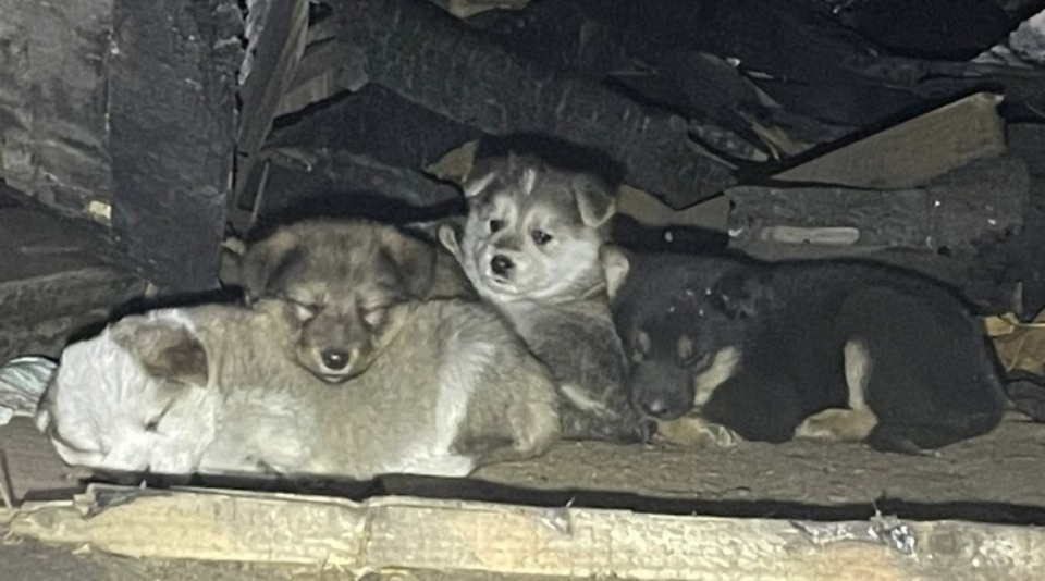 Волонтёры пытаются спасти щенков из сгоревшего дома в Печорах