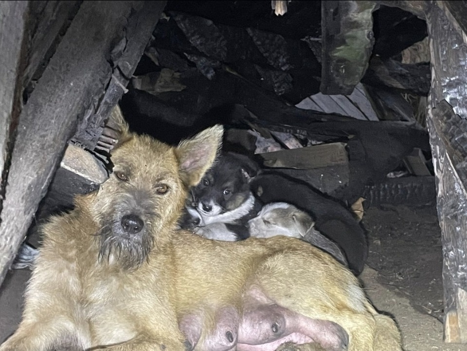 Волонтёры пытаются спасти щенков из сгоревшего дома в Печорах