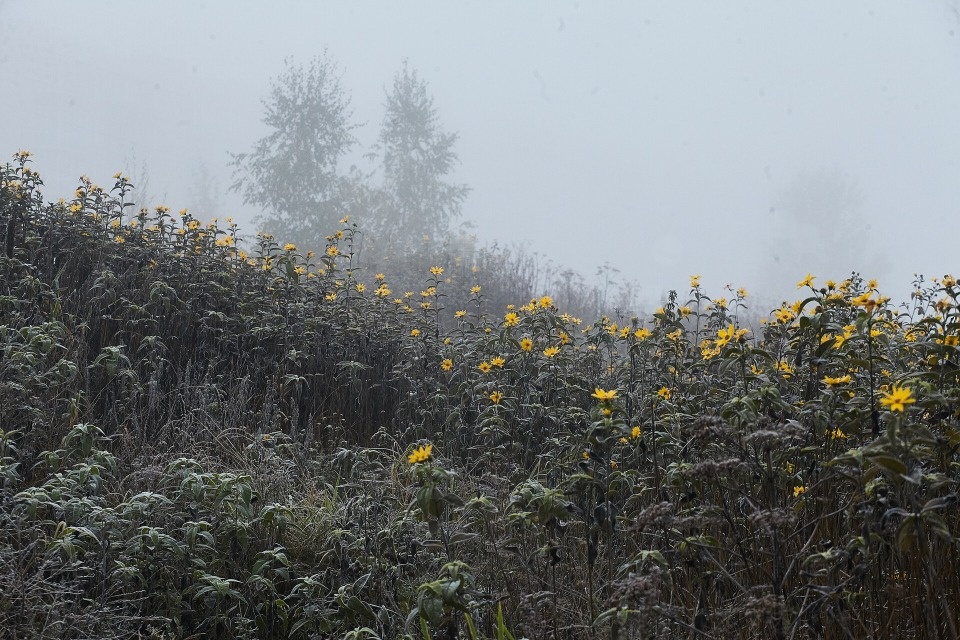 11 ноября в Псковской области прогнозируется туман 