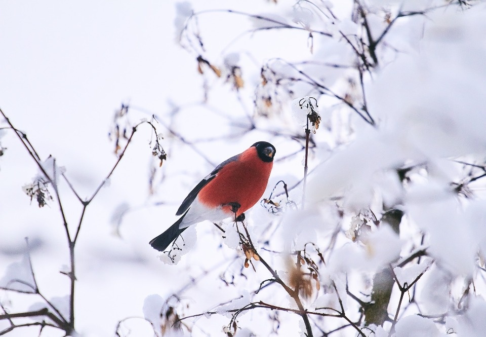 Предстоящая зима в России будет холоднее предыдущей Предстоящая зима в России будет холоднее предыдущей