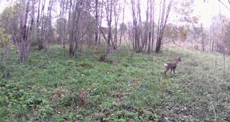 Путешественник заснял «лисью охоту» в лесу в Псковской области