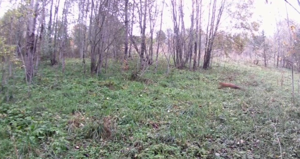 Путешественник заснял «лисью охоту» в лесу в Псковской области