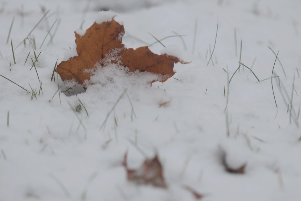 Снежная сказка Снежная сказка