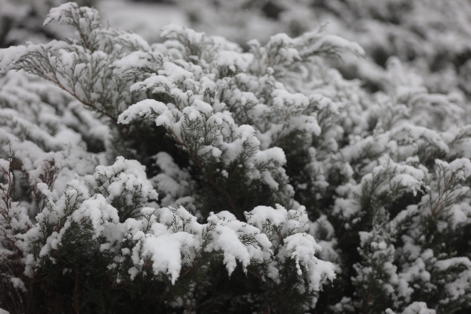 Снежная сказка Снежная сказка