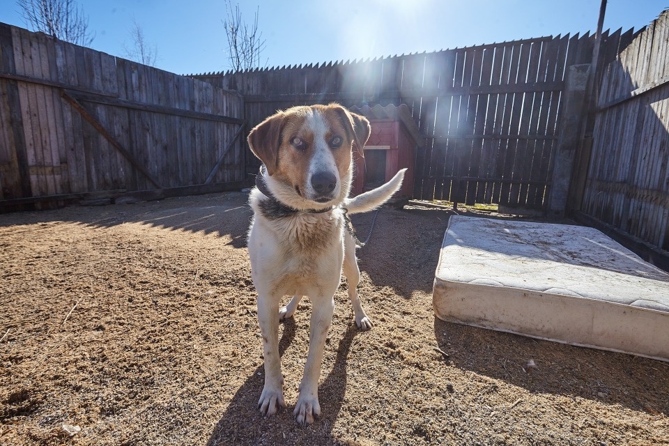 Сбор помощи для зооприюта «Лесопилка» продолжается в Пскове Сбор помощи для зооприюта «Лесопилка» продолжается в Пскове