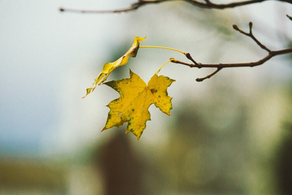 До +3 градусов ожидается в Псковской области 20 ноября