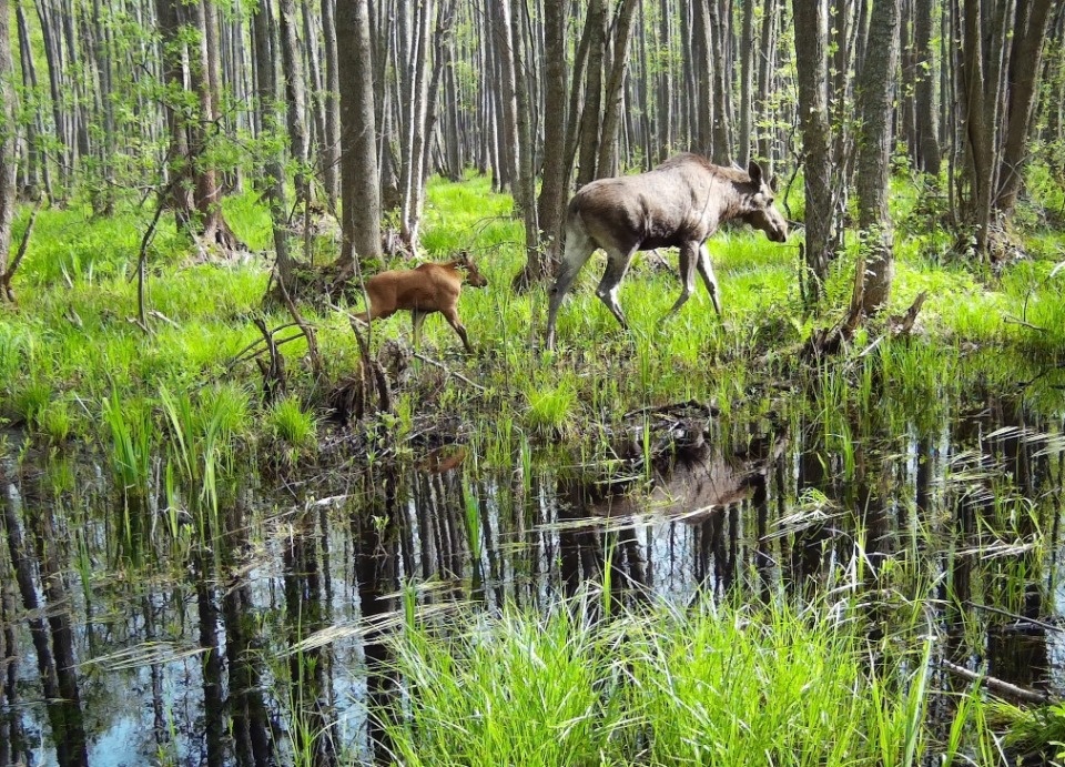 Нежные моменты лосихи и лосёнка запечатлели фотоловушки Полистовского заповедника