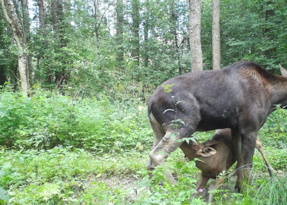 Нежные моменты лосихи и лосёнка запечатлели фотоловушки Полистовского заповедника
