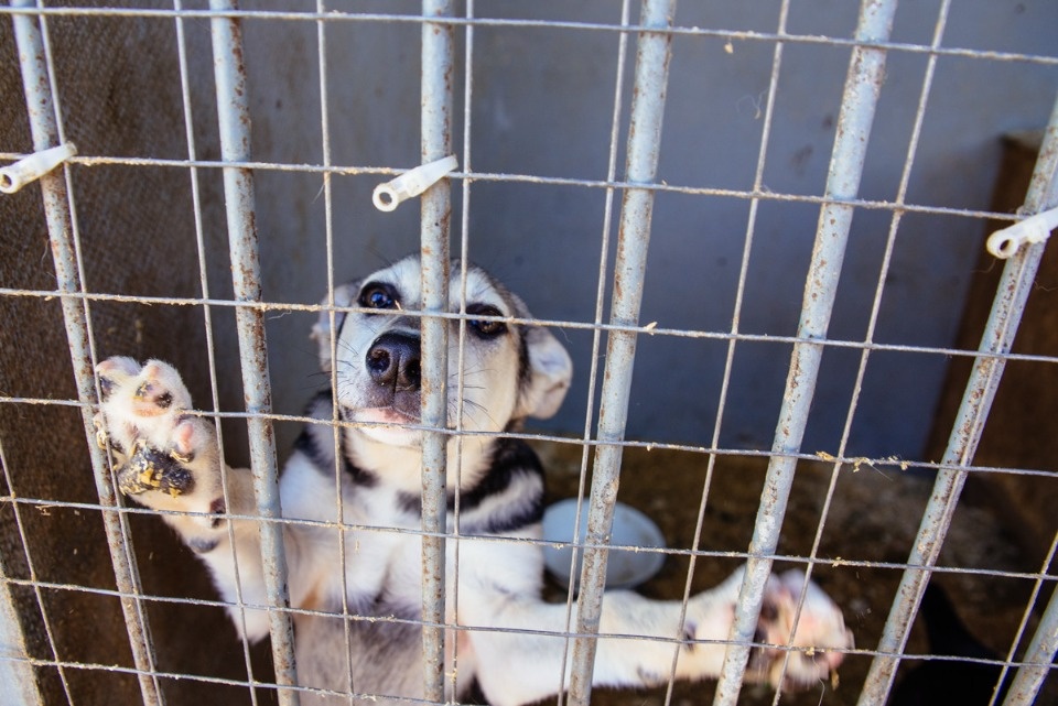 Мастер-класс по созданию игрушек для собак проведут в Пскове