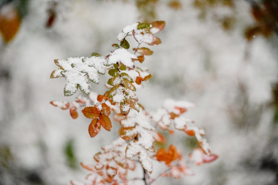 До -7 градусов прогнозируется в Псковской области 25 ноября До -7 градусов прогнозируется в Псковской области 25 ноября
