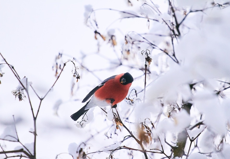 Снежная погода прогнозируется в Псковской области 26 ноября
