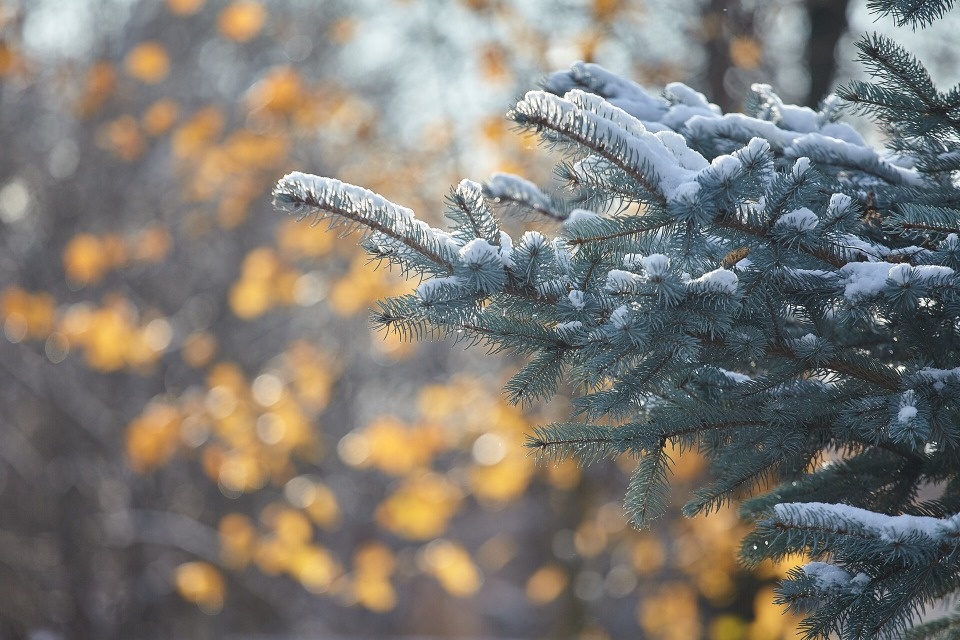  До -5 градусов прогнозируется в Псковской области 26 ноября 