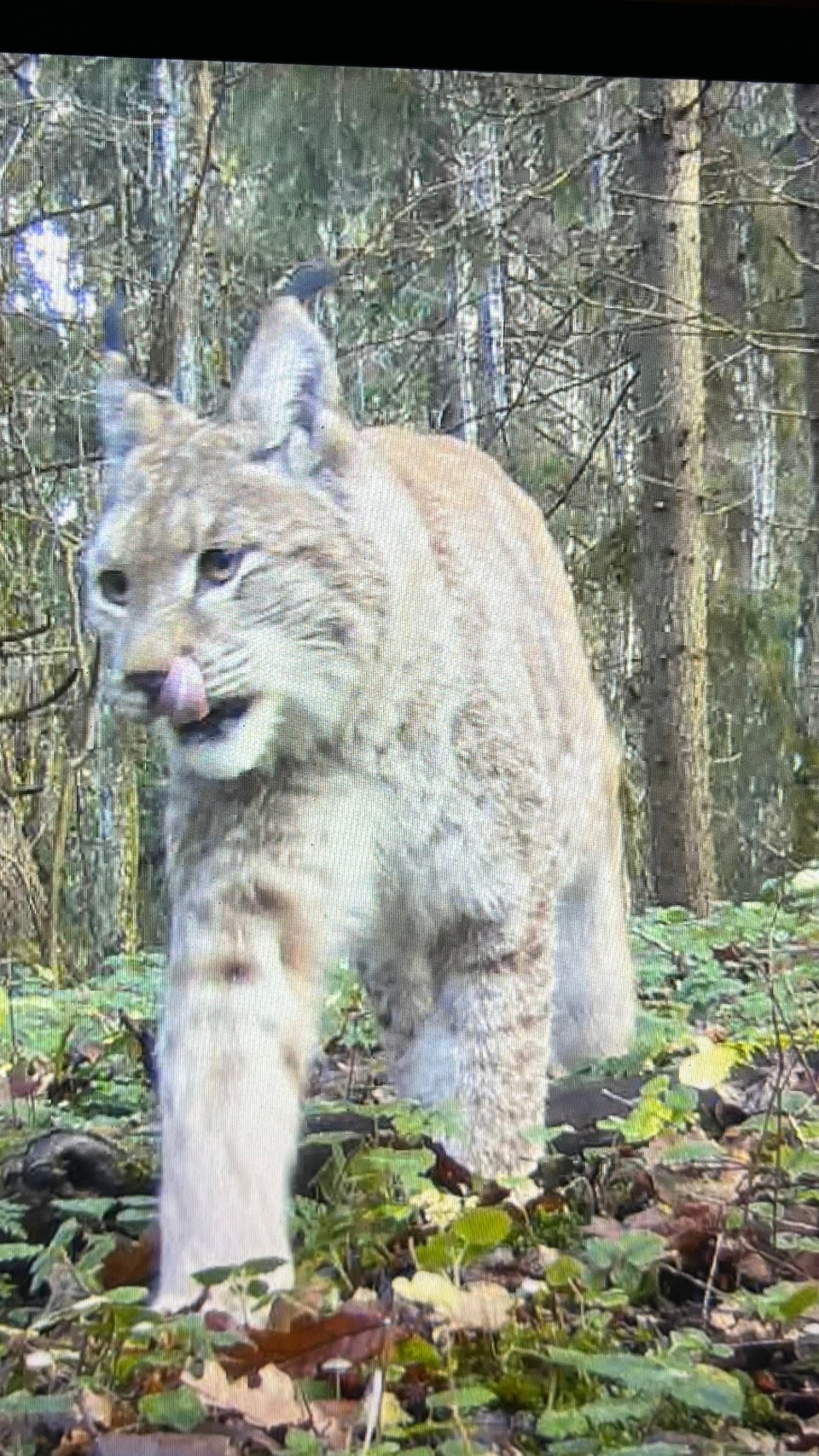 Рысь запечатлели в псковских лесах Рысь запечатлели в псковских лесах