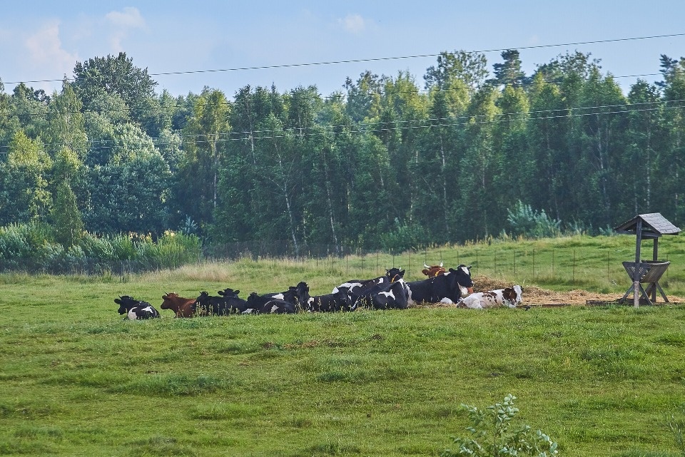 Более 3,7 млн рублей выделят Псковской области на развитие геномной селекции в животноводстве