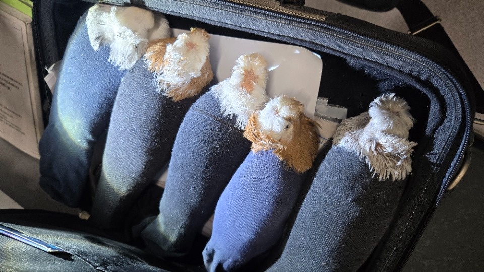 Псковские таможенники не пустили в Россию голубей в носках