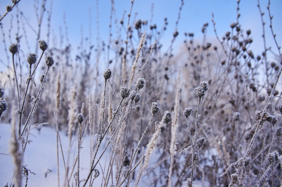  До +6 градусов ожидается в Псковской области 9 декабря
