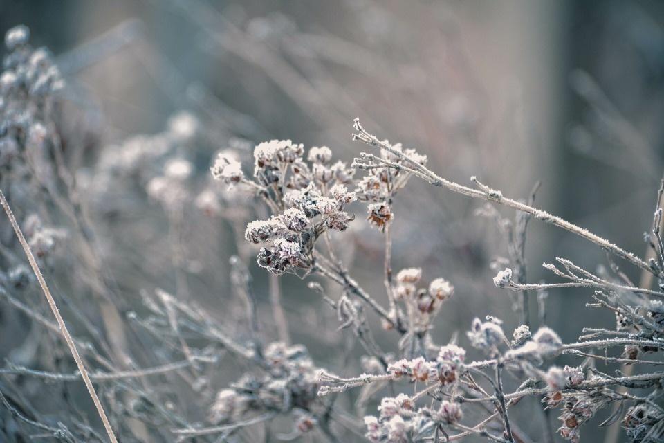 Небольшие заморозки прогнозируются в Псковской области вечером 12 декабря Небольшие заморозки прогнозируются в Псковской области вечером 12 декабря