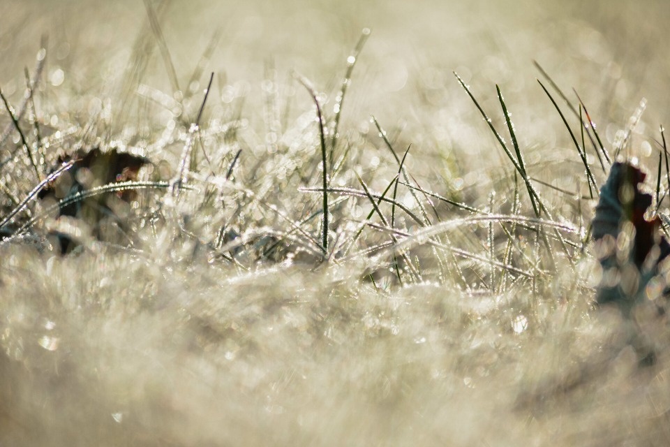 До -9 градусов ожидается в Псковской области 12 декабря 