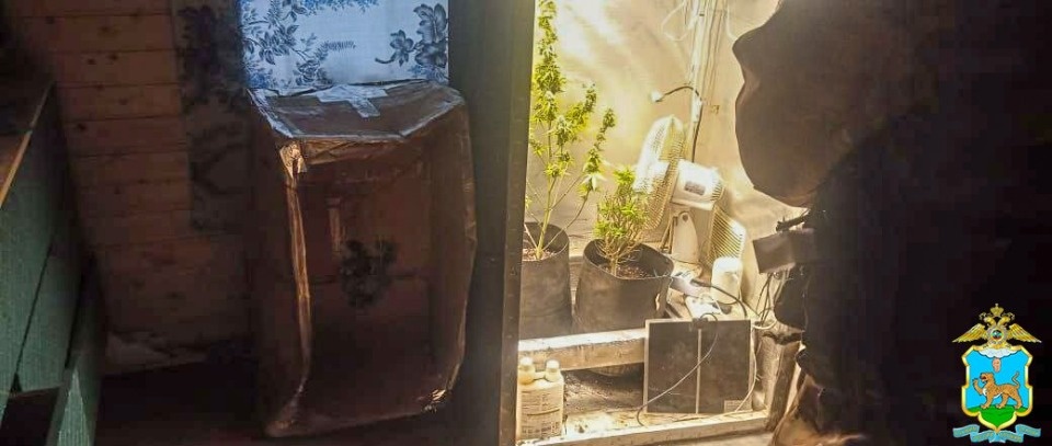 В Гдовском районе мужчину осудят за выращивание марихуаны у себя дома В Гдовском районе мужчину осудят за выращивание марихуаны у себя дома