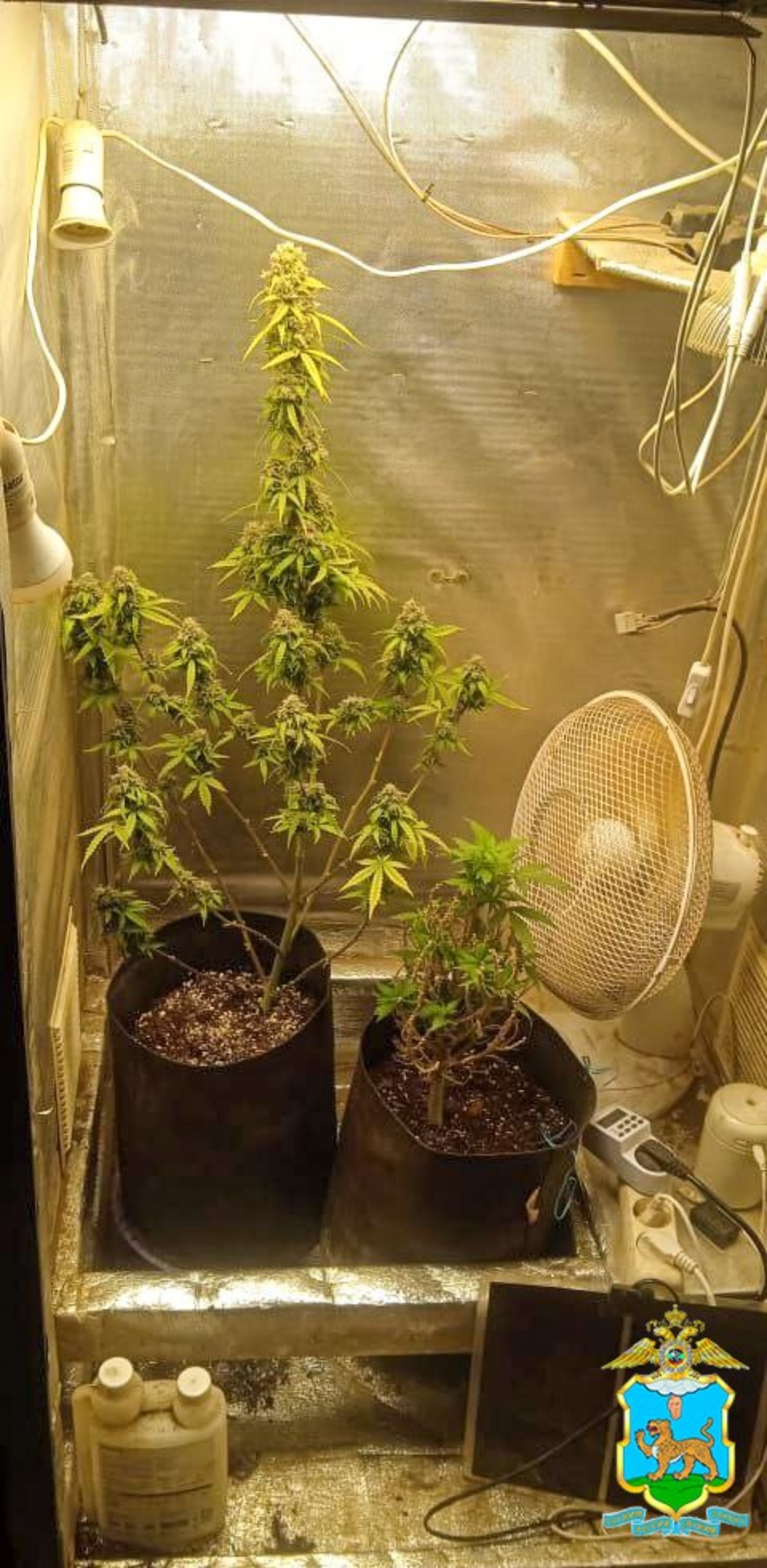 В Гдовском районе мужчину осудят за выращивание марихуаны у себя дома В Гдовском районе мужчину осудят за выращивание марихуаны у себя дома