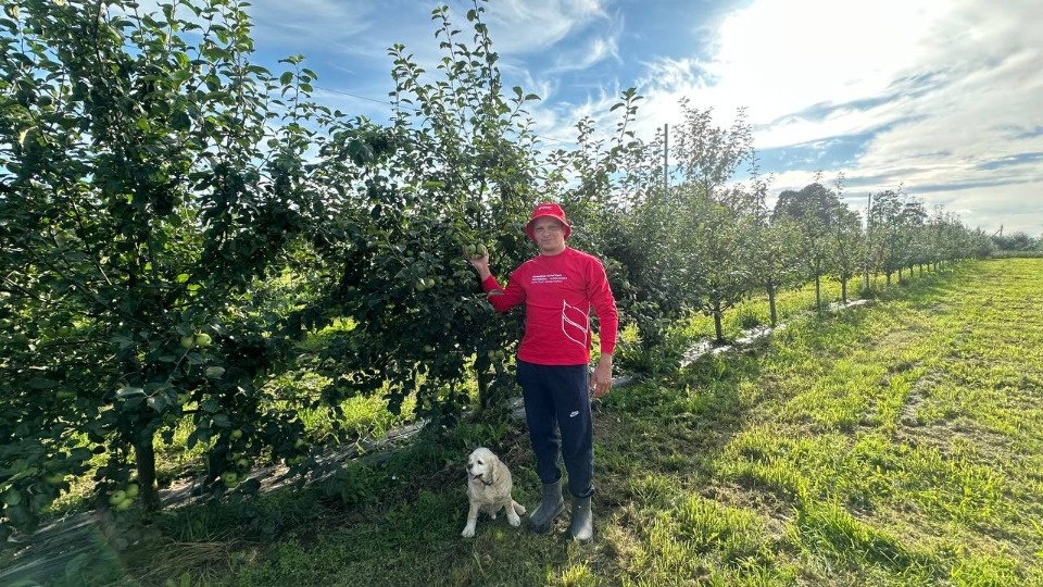 Экономика яблока