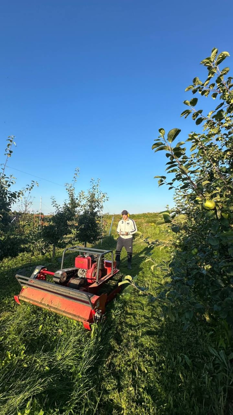 Экономика яблока