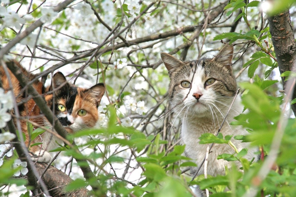 В Псковской области скорректировали план отлова безнадзорных животных В Псковской области скорректировали план отлова безнадзорных животных