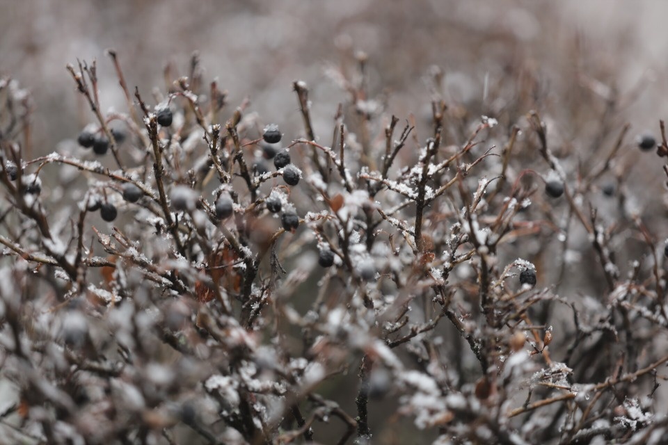 До +5 градусов ожидается в Псковской области 25 декабря 