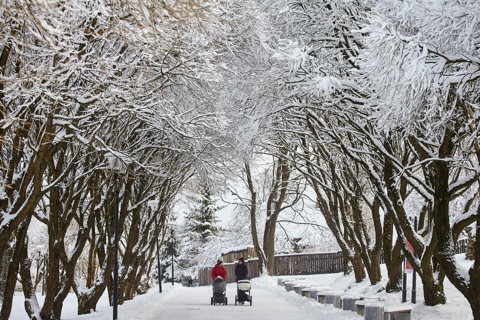 Температура выше нормы ожидается в Псковской области в январе