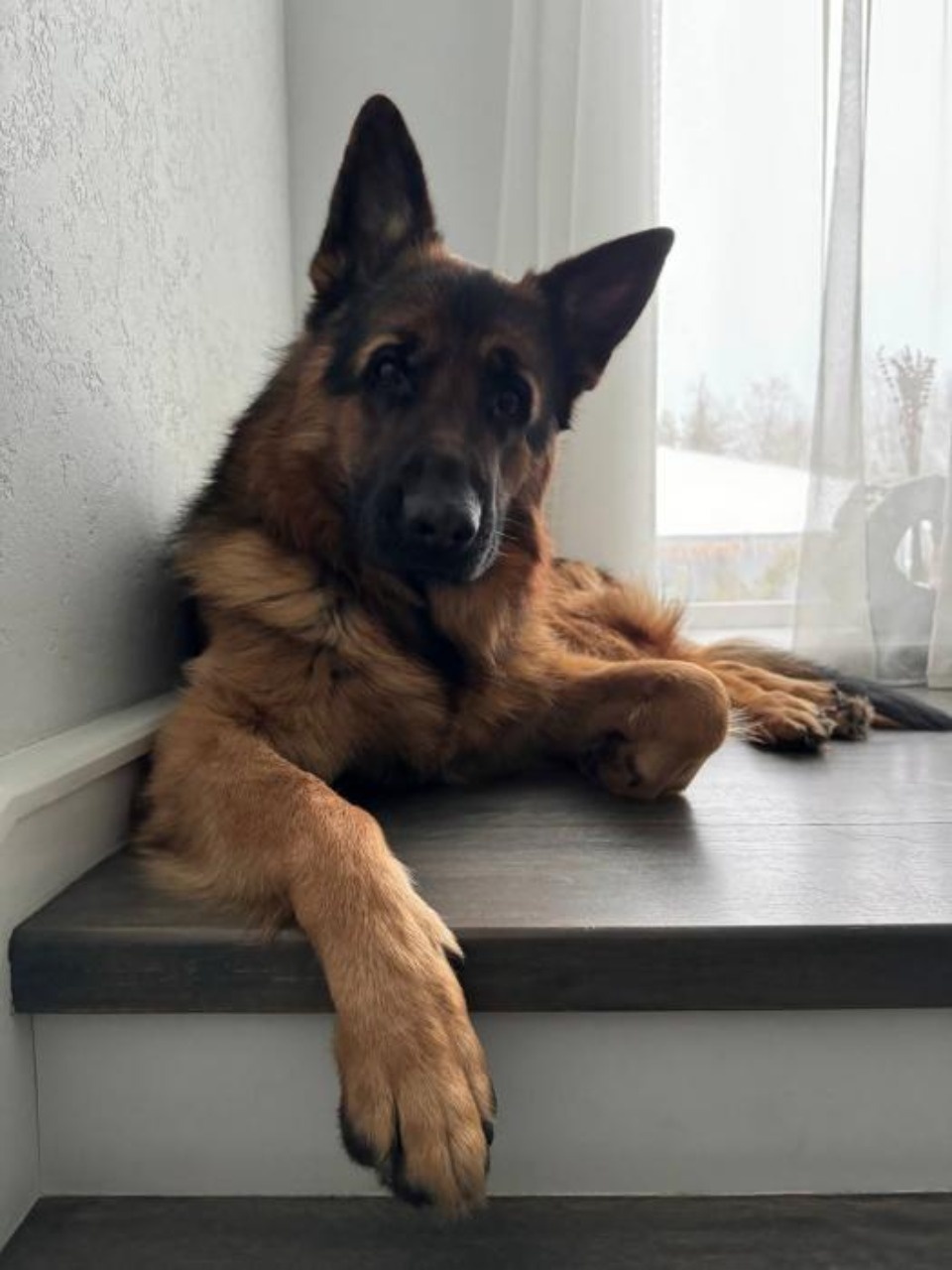 Михаил Ведерников назвал своего пса Райана аккумулятором позитивных эмоций