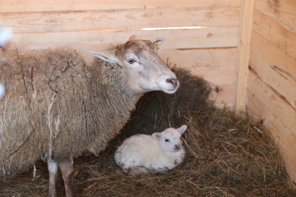 Радость Рождества