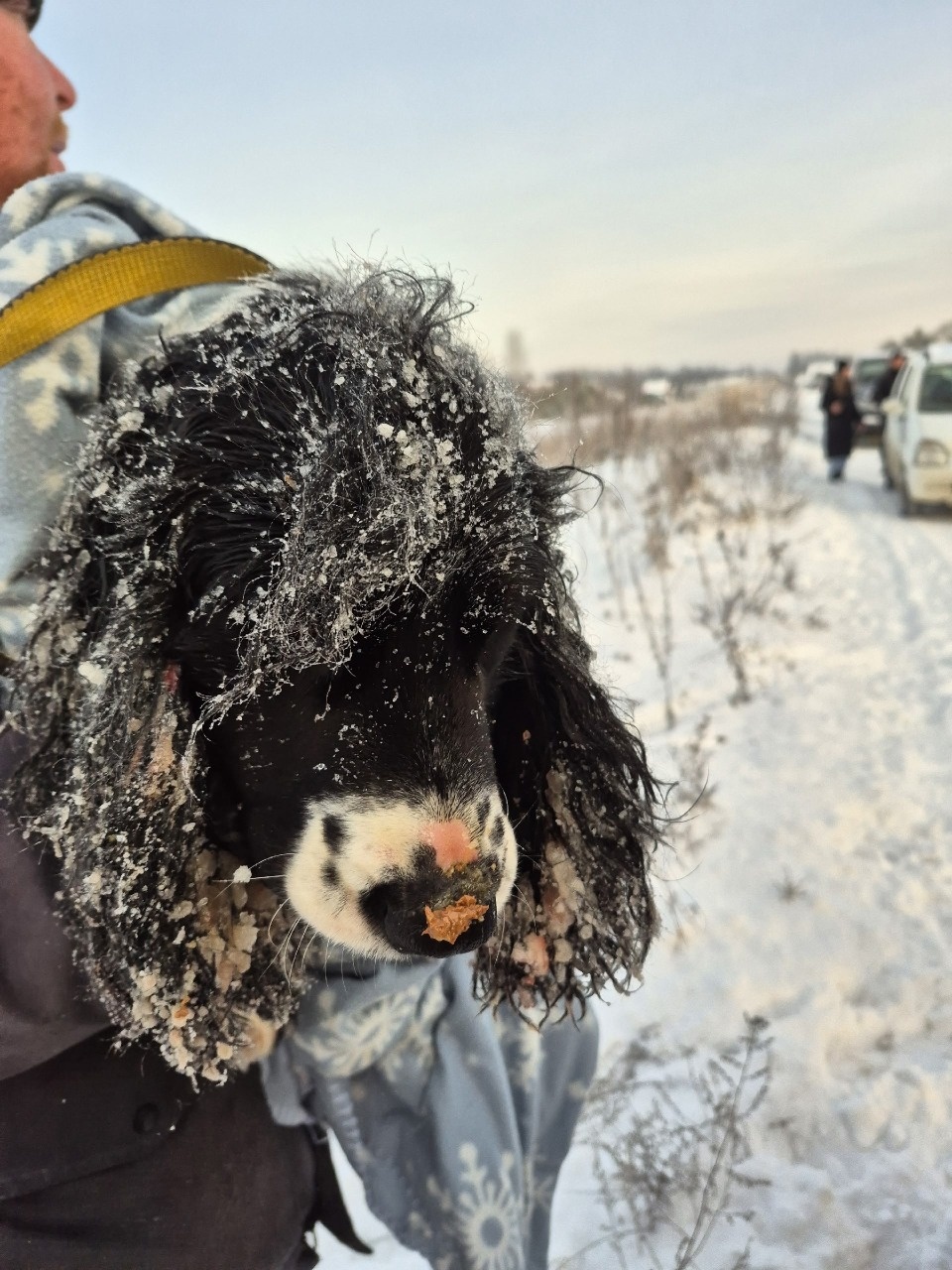 Псковские волонтеры спасают выброшенных на трассе собак