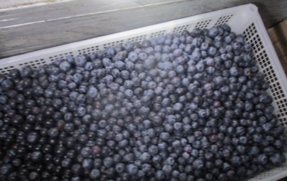 2600 тонн фруктов, овощей и какао-бобов ввезли в Россию через Псковскую область за 11 дней