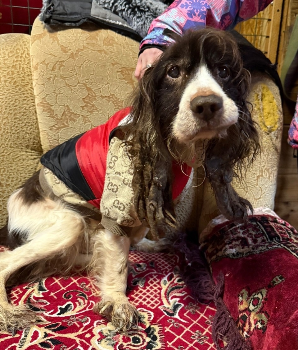 Псковские волонтеры спасли истощённого спаниеля Псковские волонтеры спасли истощённого спаниеля