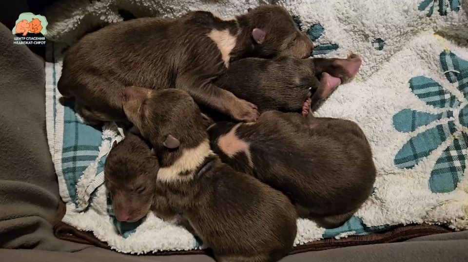 Четырех новорожденных медвежат спасли в Бежаницком районе