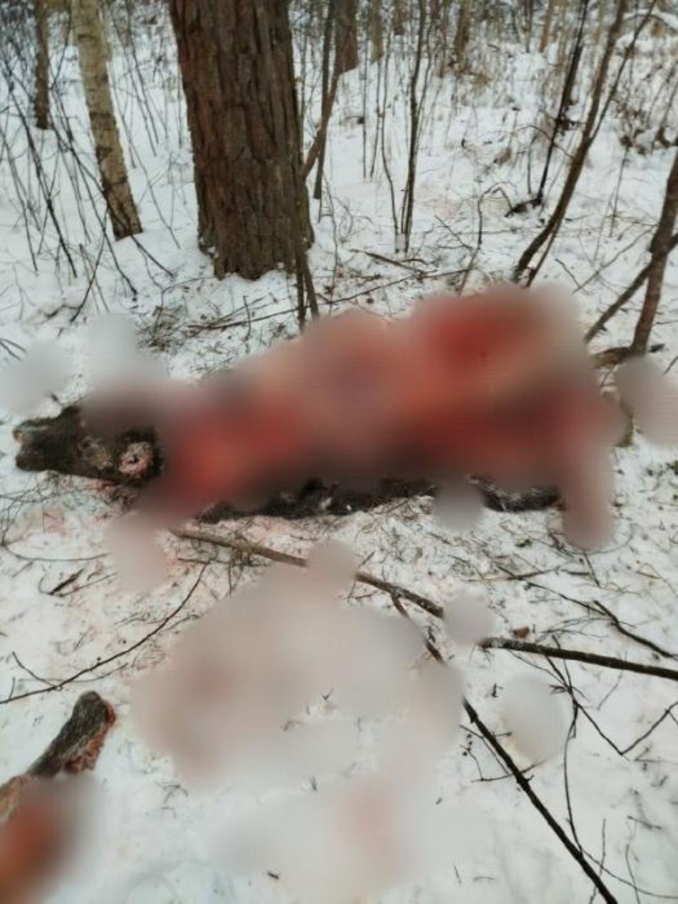 Беременную лосиху убили браконьеры в Псковском районе Беременную лосиху убили браконьеры в Псковском районе